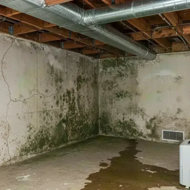 Professional Mold Removal in Buffalo Grove, IL